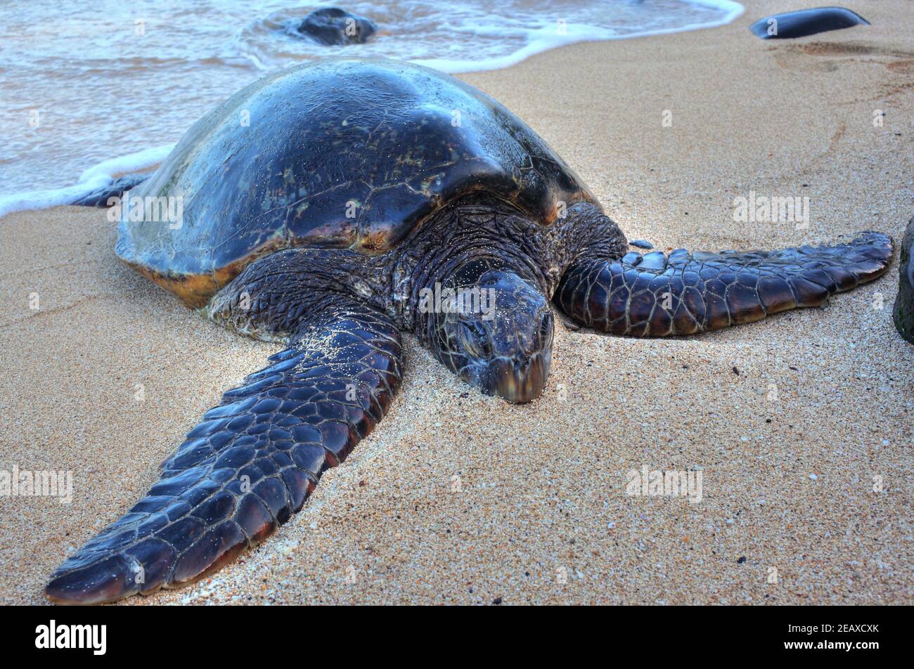Schildkröte am hawaiianischen Strand Stockfoto