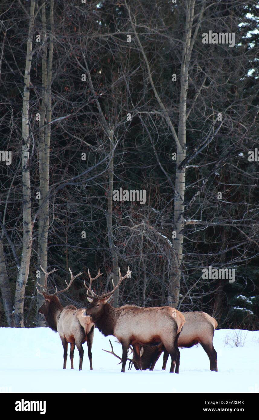 Wapiti Heard Stockfoto
