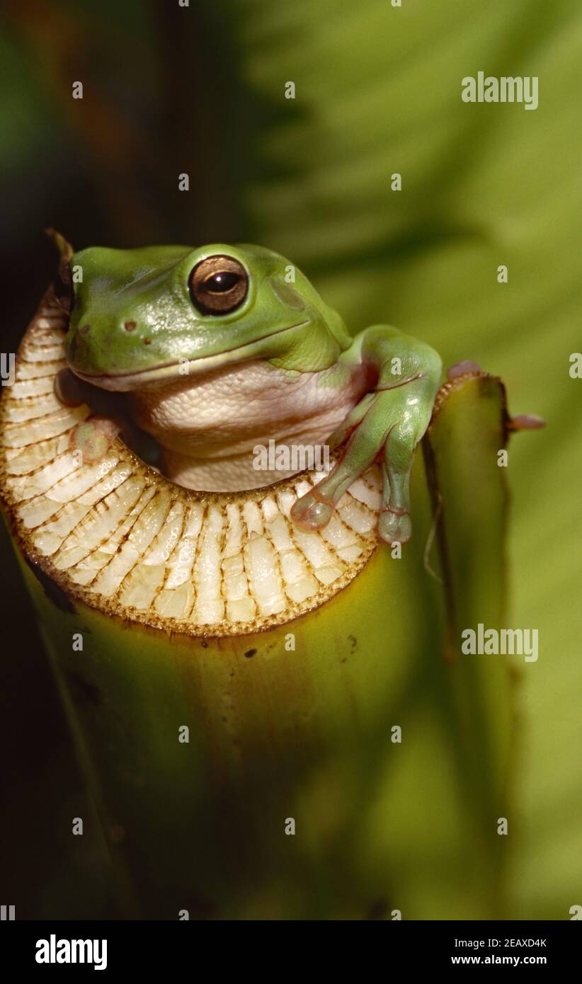 GRÜNER BAUMFROSCH (LITORIA SP) AUF EINEM PFLANZENSTIEL SITZEND. Stockfoto