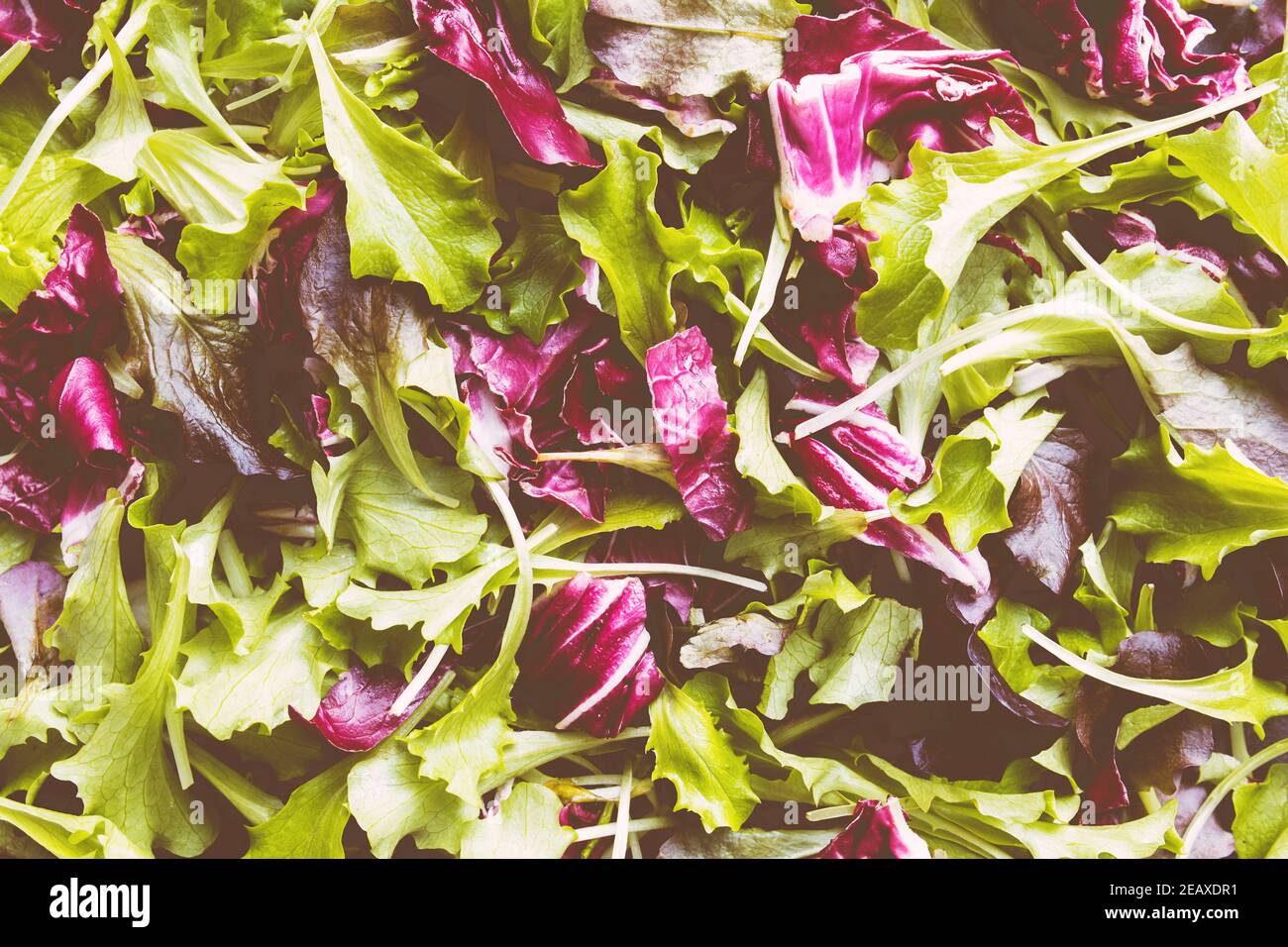 Grün und lila Salatblätter mischen Hintergrund. Filter für Foto angewendet. Hochwertige Fotos Stockfoto