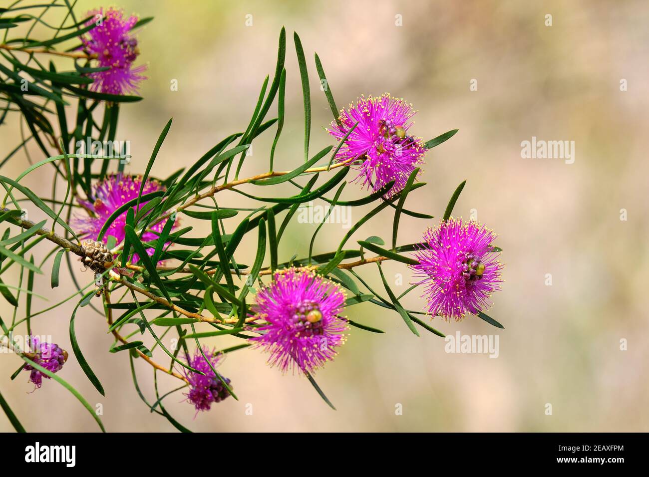 Drahtige Honigmyrte Stockfoto