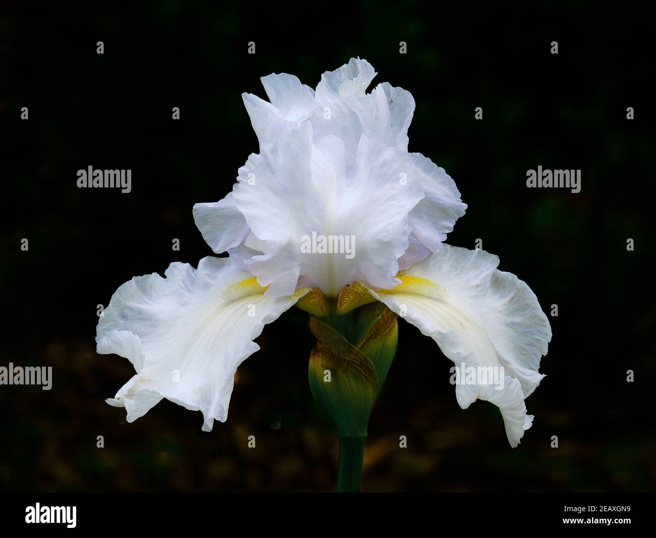 Helle Weiße Iris Stockfoto