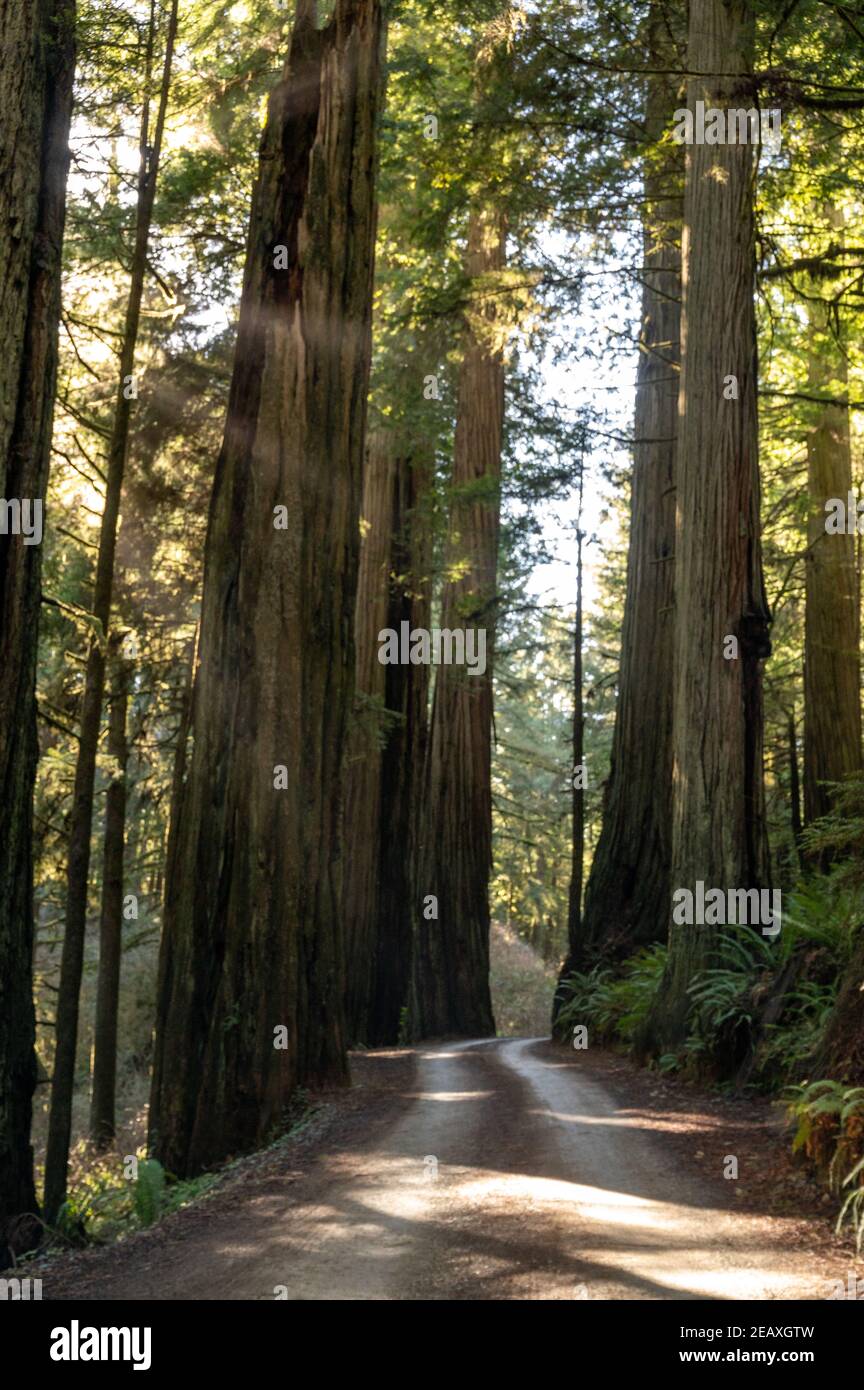 Riesige Redwood-Bäume an der berühmten Howland Hill Road in der Nähe von Crescent City, CA Stockfoto