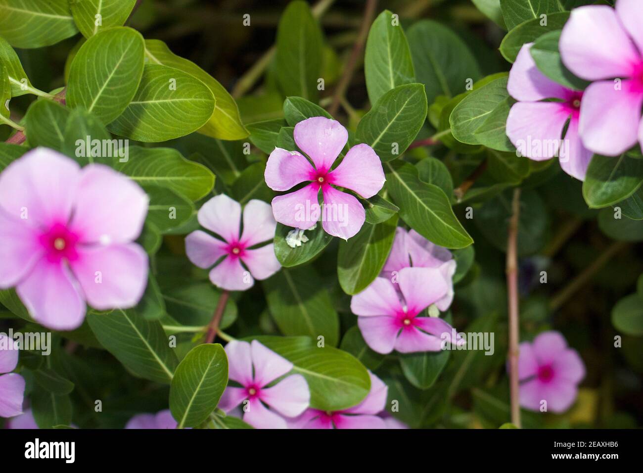 Catharanthus roseus Blumen, allgemein bekannt als helle Augen, Cape periwinkle, die eine Zierpflanze und Heilpflanze ist. Stockfoto