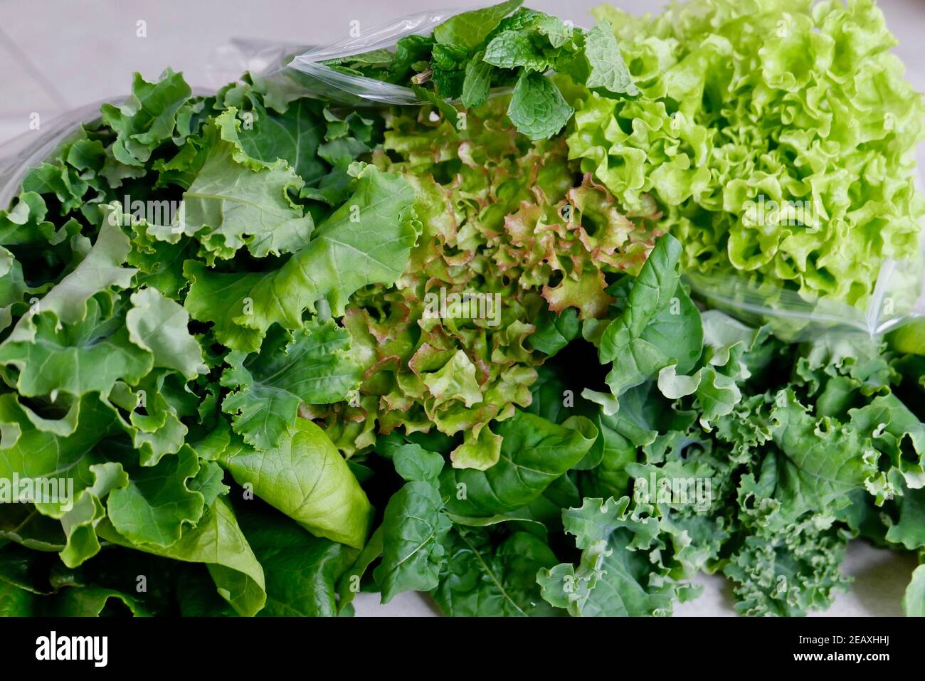 Frisches hydroponisches gemischtes Gemüse - Salat, Grünkohl, Lollo, Rucola Stockfoto