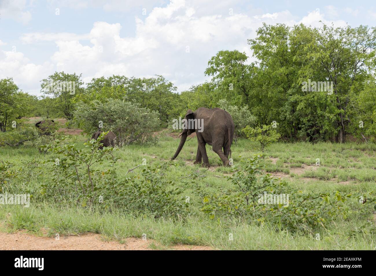 Elefantenfamilie beim Spaziergang durch den afrikanischen Busch auf einem heißen Sommertag im südafrikanischen Kruger National Park Stockfoto