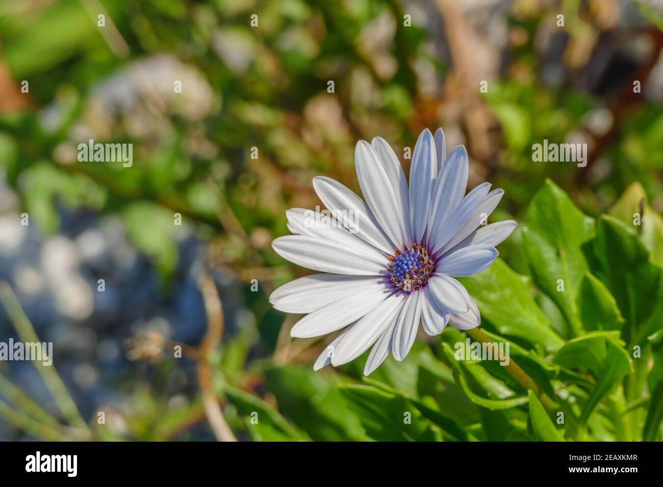 Blume Blue-Eyed Daisy Nahaufnahme mit Sonnenlicht Osteospermum Pflanze Stockfoto