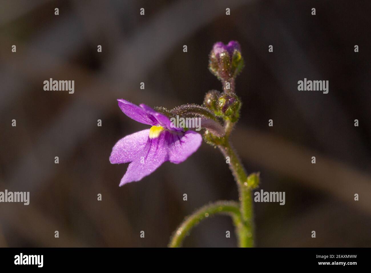 Nahaufnahme der rosa Blume der fleischfressenden Pflanze Genlisea flexuosa, die in der Nähe von Gouveia in Minas Gerais, Brasilien, aufgenommen wurde Stockfoto