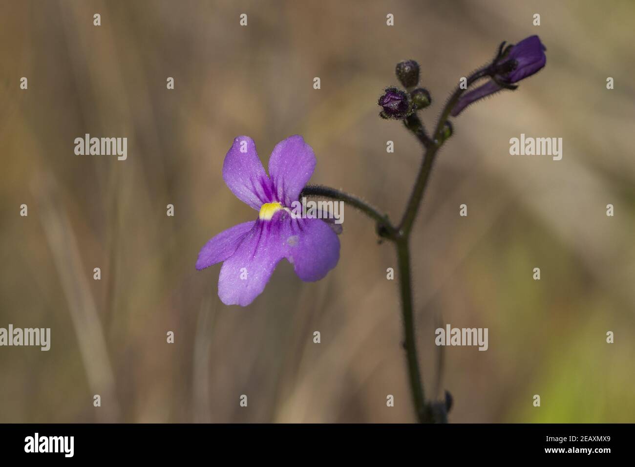 Makro von Genlisea flexuosa, einer rosa blühenden Korkenzauhpflanze, die in einem natürlichen Lebensraum in der Nähe von Gouveia in Minas Gerais, Brasilien, zu sehen ist Stockfoto