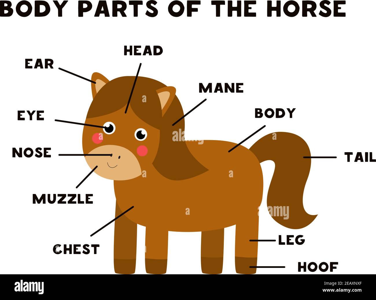 Körperteile des niedlichen Cartoon Pferd. Tiere Anatomie in Englisch für  Kinder. Wörter lernen Stock-Vektorgrafik - Alamy