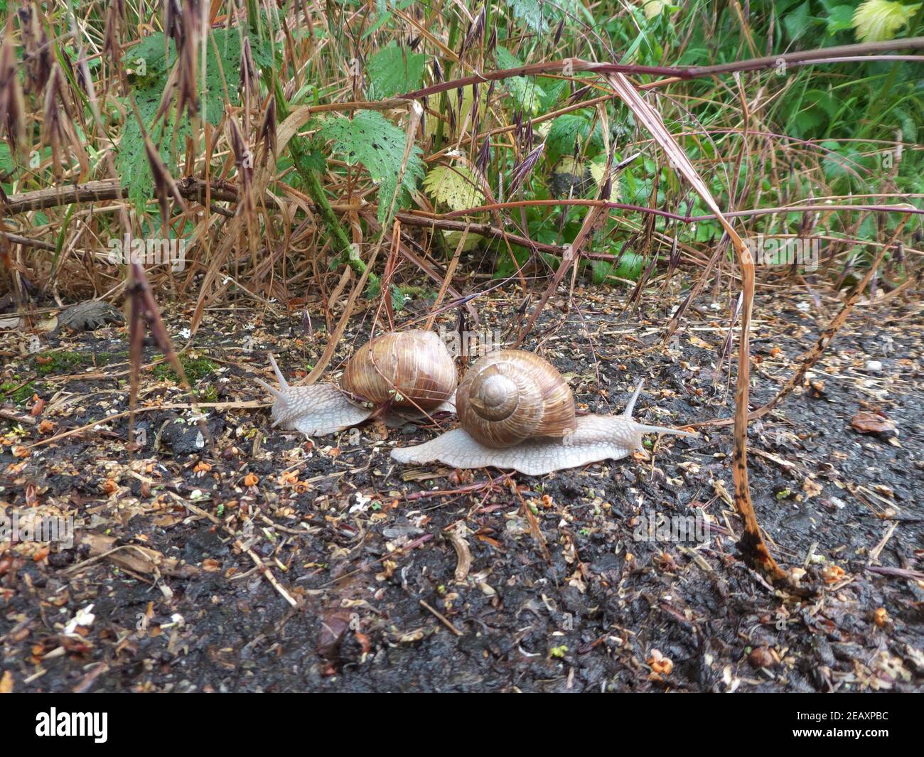 Treffen von zwei Weinbergschnecken im Regen Stockfoto