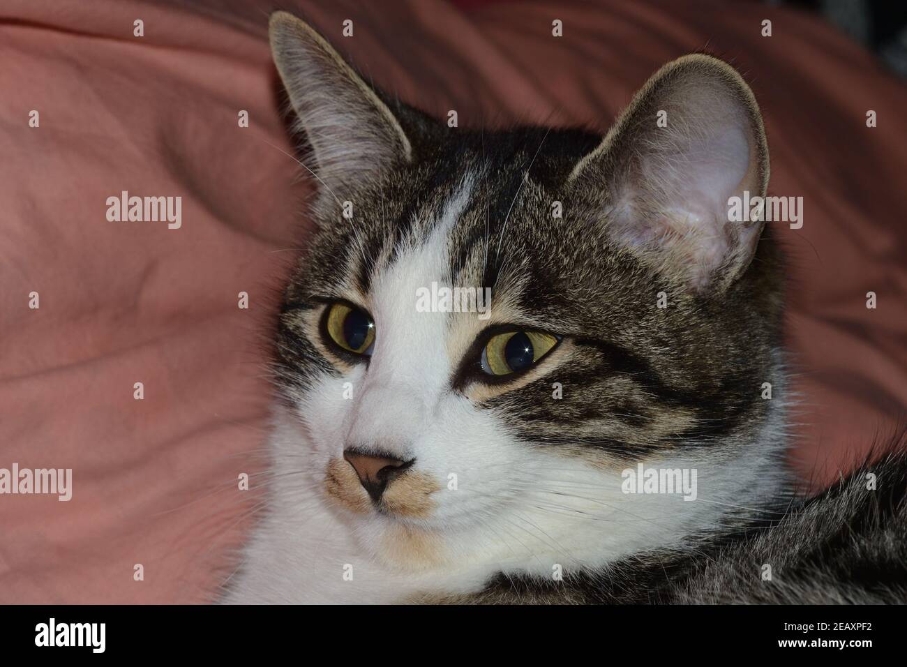 Nahaufnahme Porträt einer tabby Katze Stockfoto