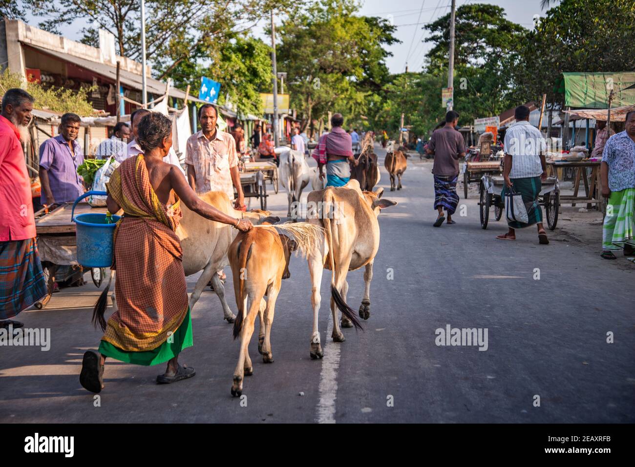 Gleiche Kuh.Bangladesch.Khulna, Bangladesch. Stockfoto