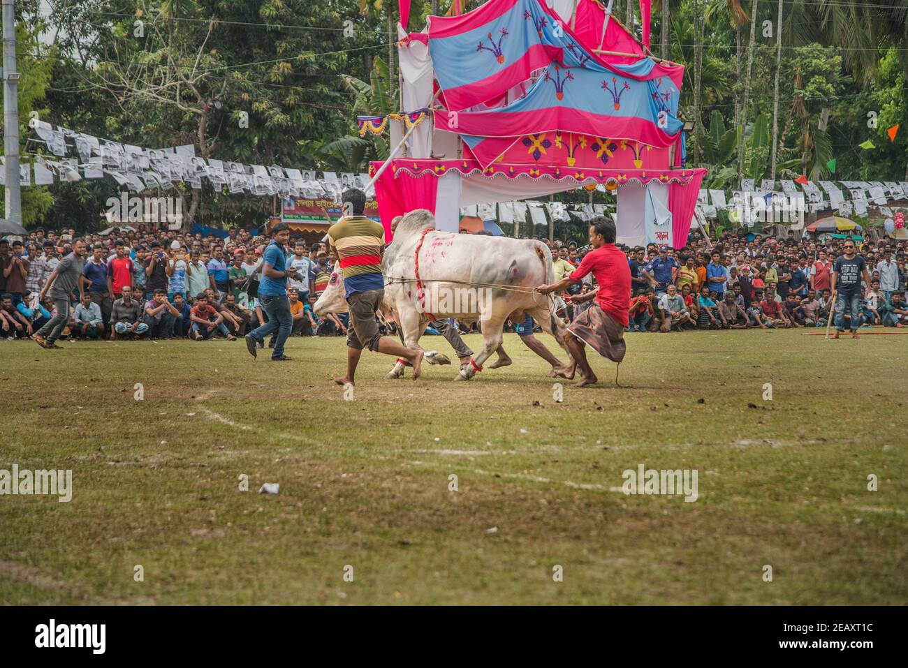 Stierkämpfe sind eines der traditionellen Feste in Bangladesch. Jedes Jahr kommen viele Menschen aus fernen Orten mit ihren Stieren, um teilzunehmen. A l Stockfoto