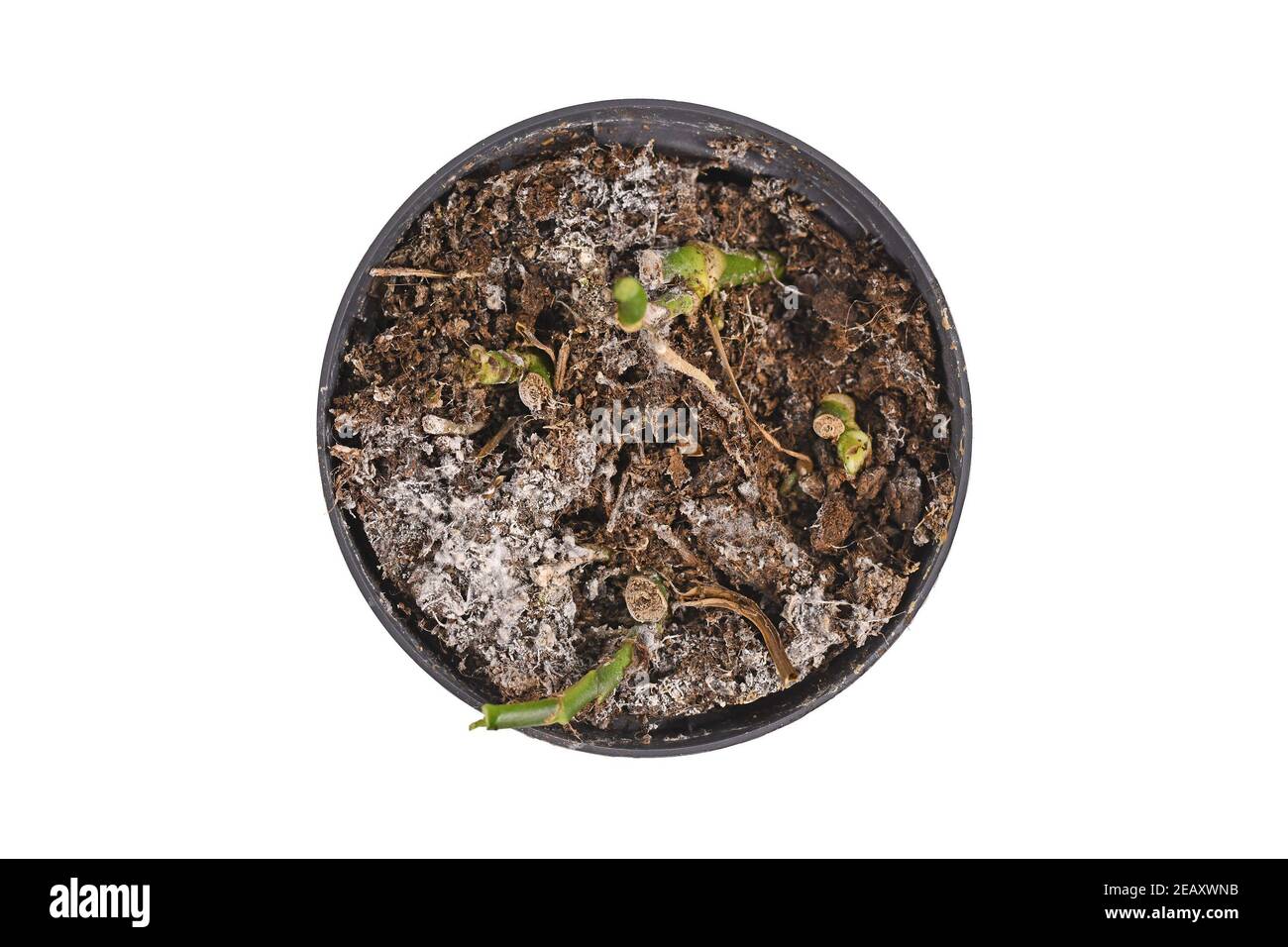 Weißer Schimmel im Blumentopf im Hauspflanzenboden auf weiß Hintergrund Stockfoto