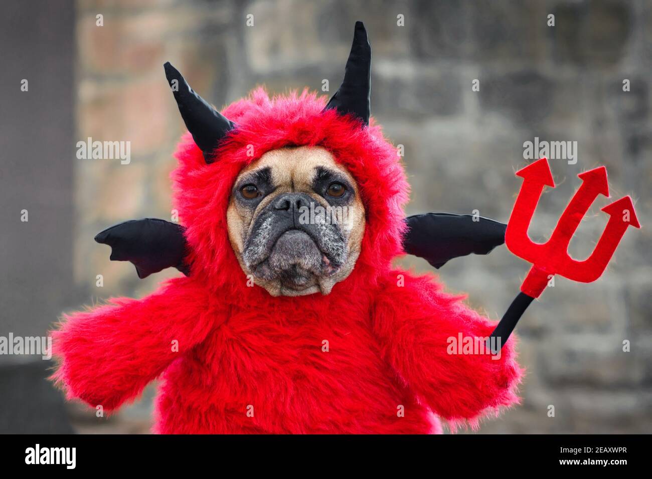 Niedlichen Französisch Bulldog Hund mit roten Halloween Teufel Kostüm mit Fake Arme halten Pitchfork mit Hörnern und schwarzen Fledermausflügeln Stockfoto