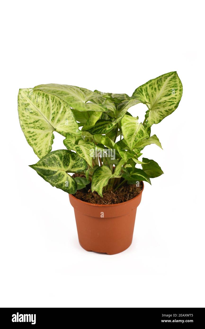 Tropische 'Syngonium Podophyllum Arrow' Zimmerpflanze in Blumentopf isoliert auf Weißer Hintergrund Stockfoto