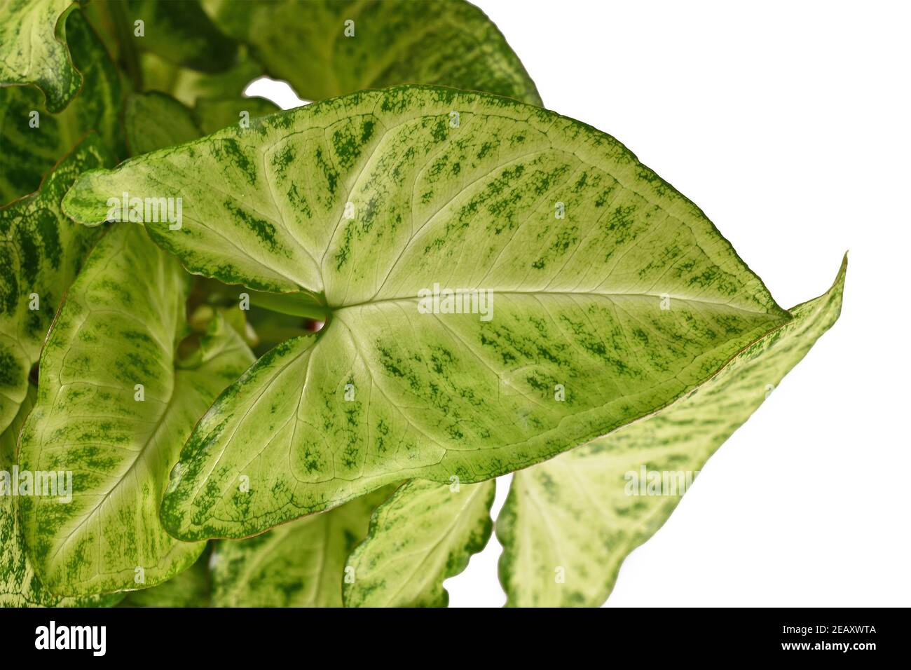 pfeilspitze, Pfeilspitze Rebe, schön, Botanik, hell, Farbe, bunt, Dekoration, exotisch, Flora, Blumen, Blumentopf, Laub, Garten, grün, Haus pl Stockfoto