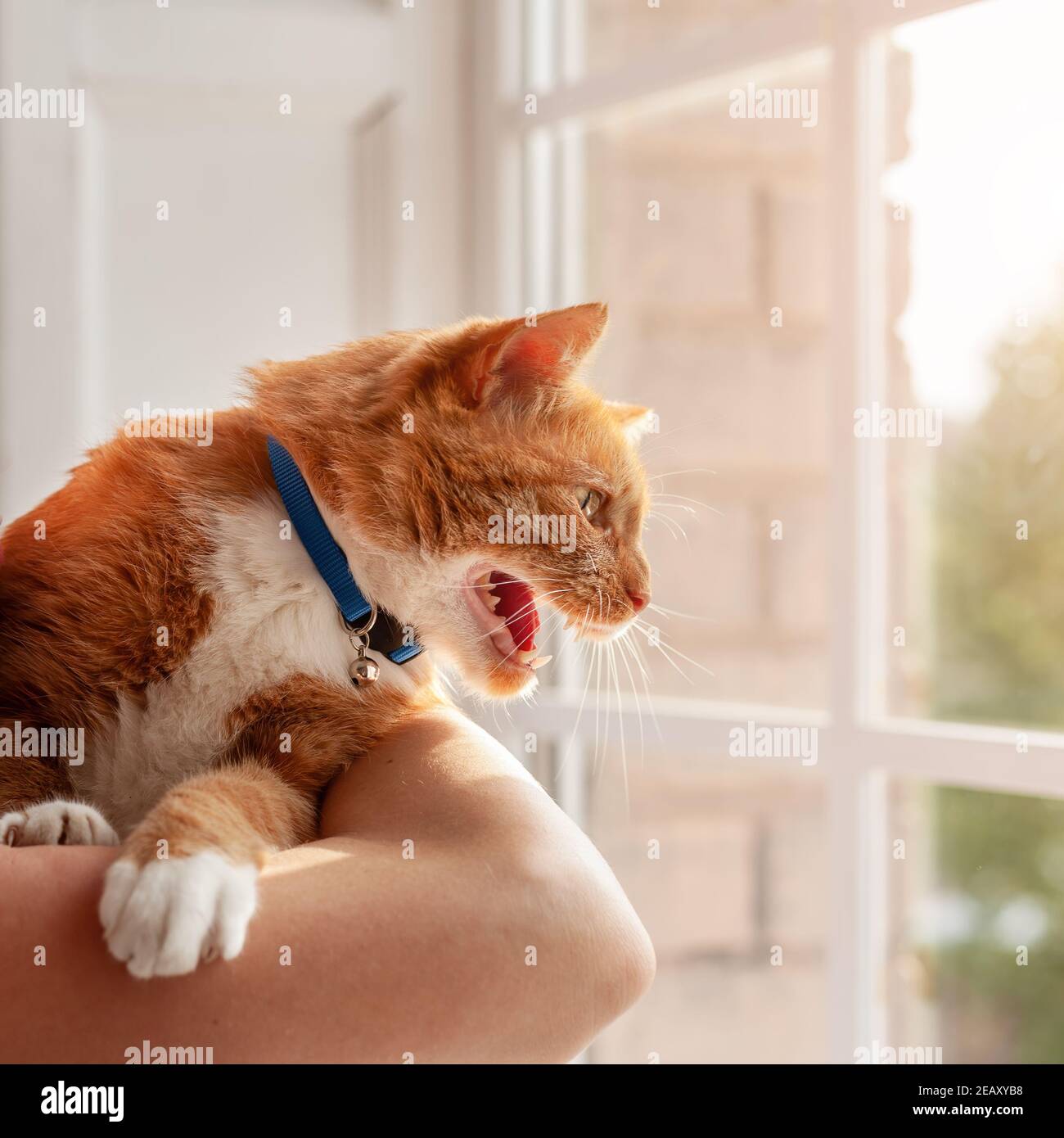 Junge wütend rot gestromt Hauskatze zischend und mähen suchen Draußen durch das Fenster Stockfoto