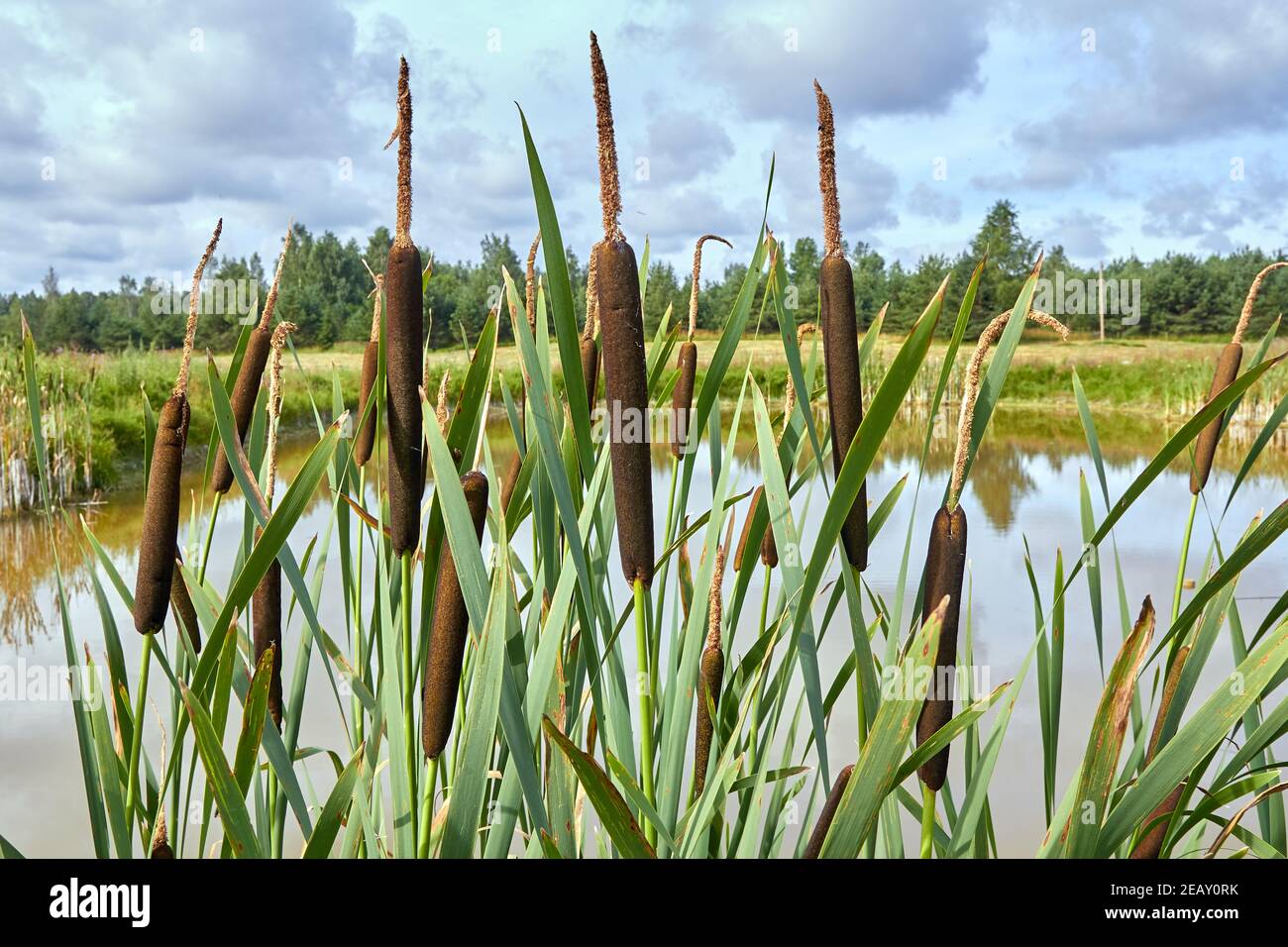 Schilf wächst am Ufer eines Teiches in einem Dorf im Sommer Stockfoto