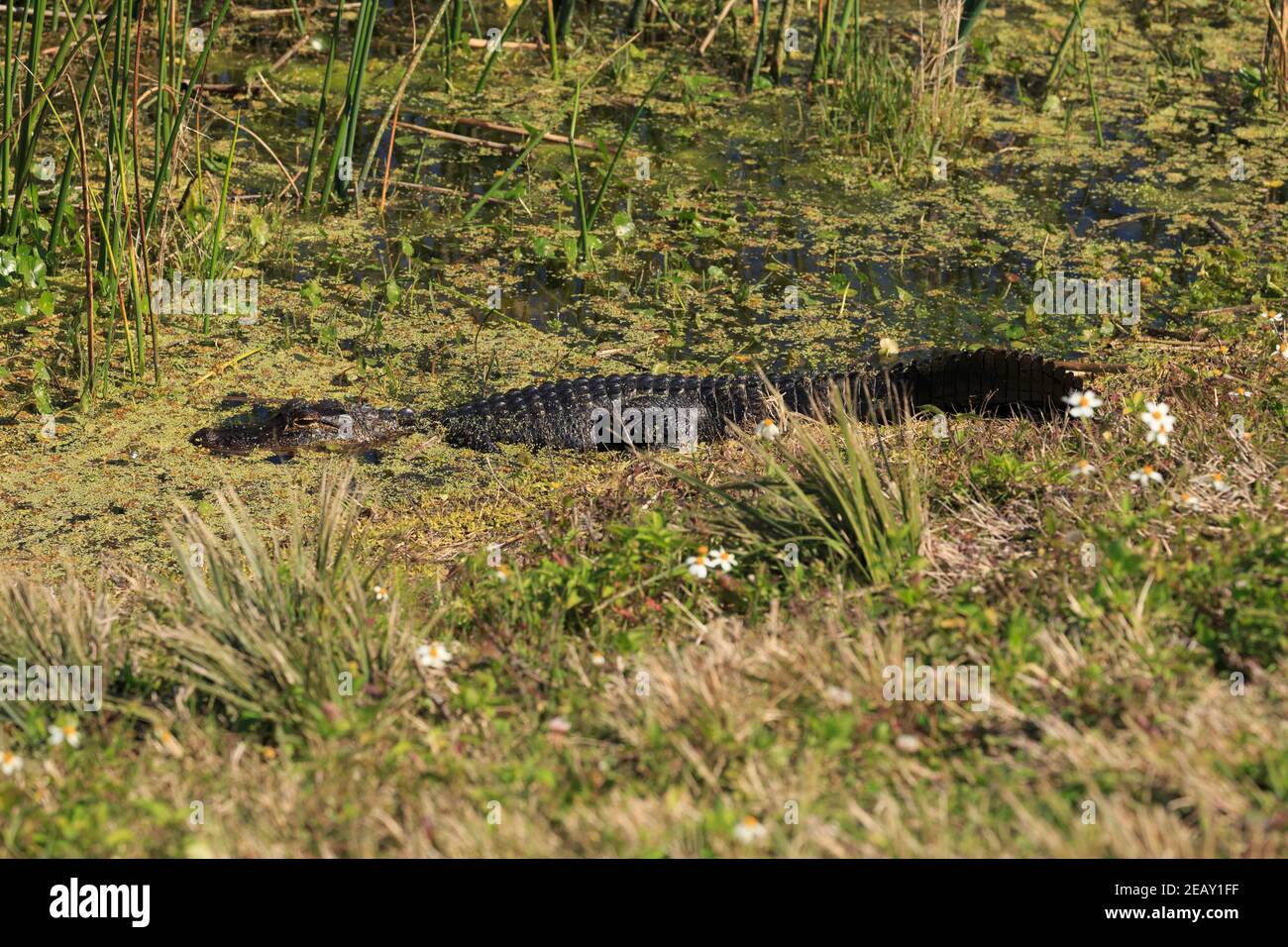 Junger amerikanischer Alligator, Alligator mississippiensis, sonnt sich in den Viera Wetlands, Florida Stockfoto