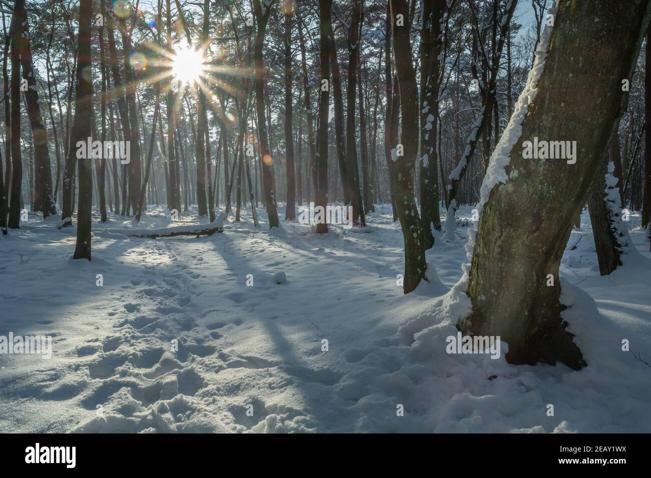 Spuren im Schnee im Wald und Sonnenschein, Chelm, Polen Stockfoto