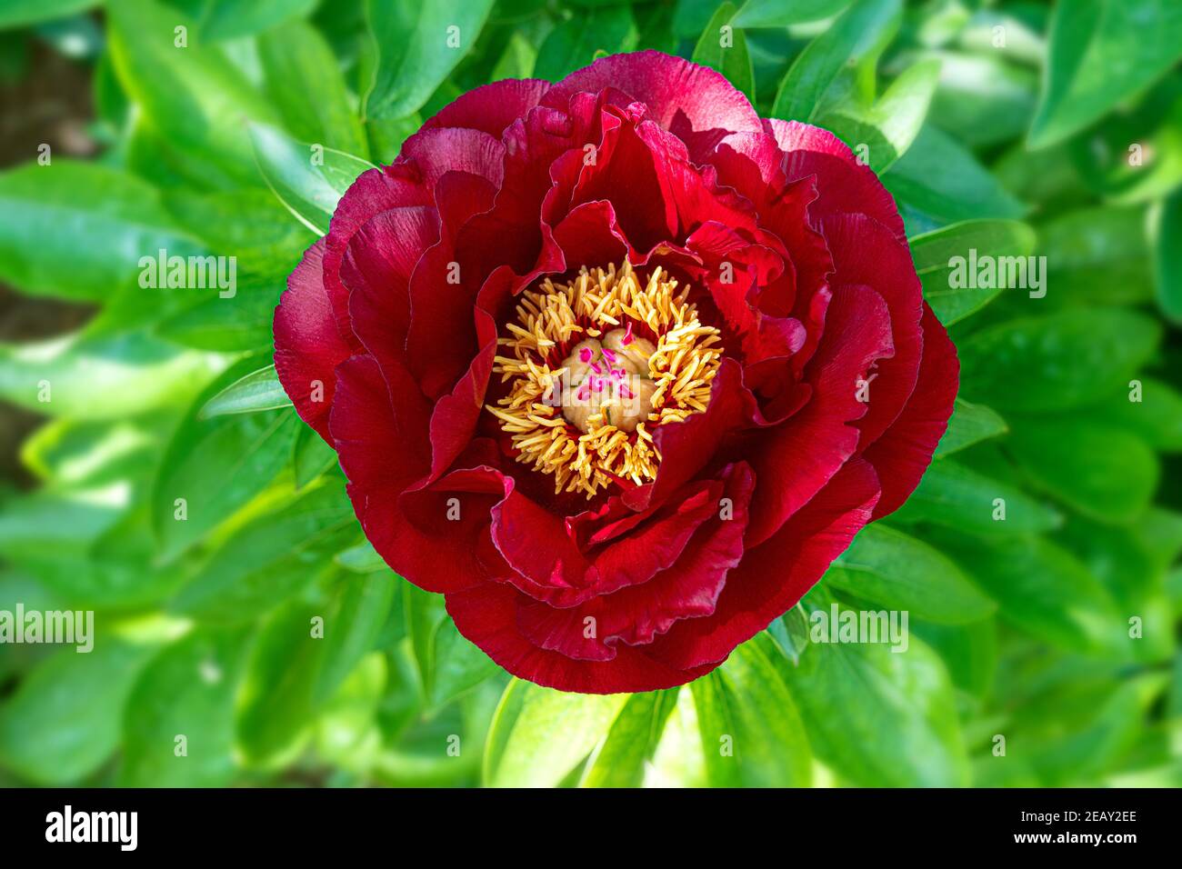 Rote Pfingstrose blüht aus der Nähe. Schöne Sommer Natur Hintergrund. Stockfoto