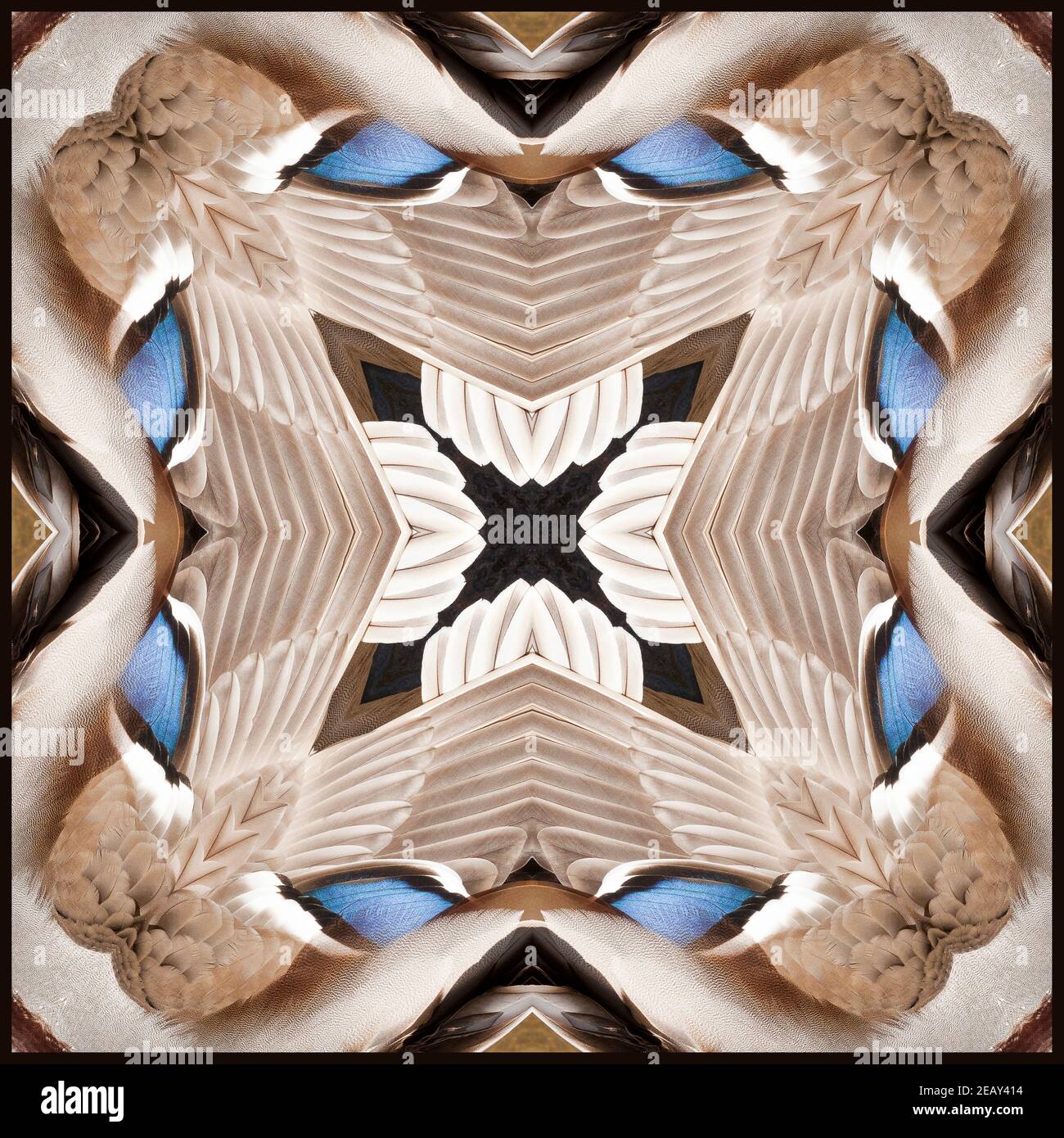 Kaleidoskop der Federn einer Mallard-Ente Stockfoto