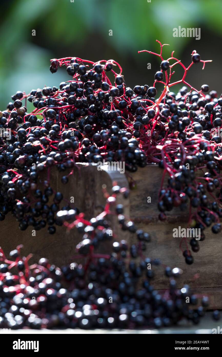 Holunder-Ernte, Holunderernte, Fliederbeer-Ernte, Fliederernte, Schwarzer Holunder, Holunder, Frucht, Früchte, Fliederbeeren, Fliederbeere, Beeren, Stockfoto