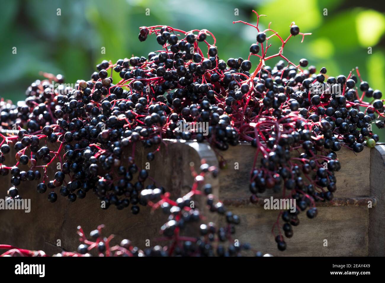 Holunder-Ernte, Holunderernte, Fliederbeer-Ernte, Fliederernte, Schwarzer Holunder, Holunder, Frucht, Früchte, Fliederbeeren, Fliederbeere, Beeren, Stockfoto