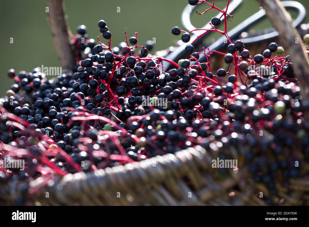 Holunder-Ernte, Holunderernte, Fliederbeer-Ernte, Fliederernte, Korb, Sammelkorb, Schwarzer Holunder, Holunder, Frucht, Früchte, Fliederbeeren, Fl Stockfoto