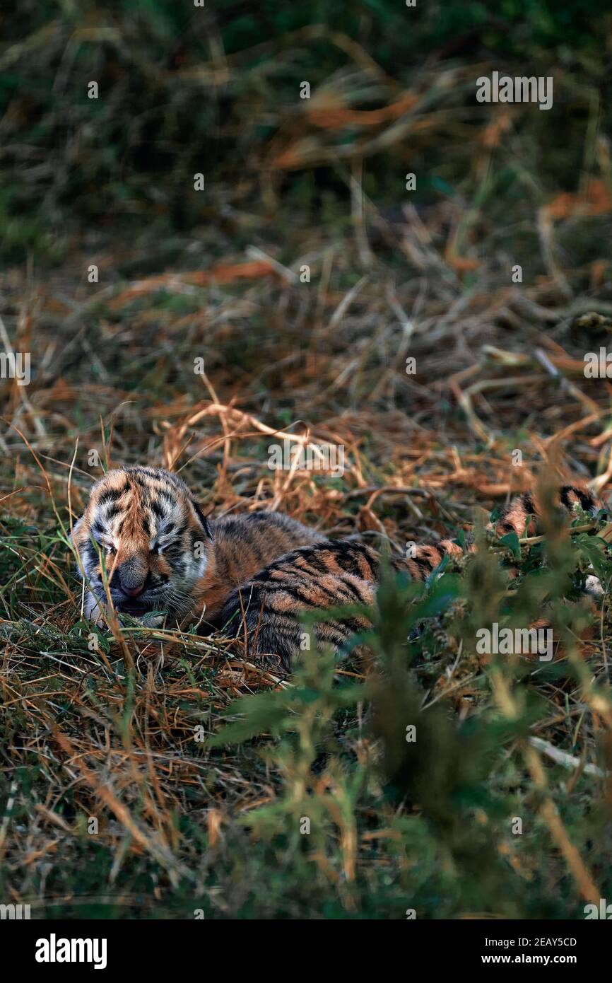 Kleine neugeborene Tigerjungen im Gras. Kleine Kätzchen. Stockfoto