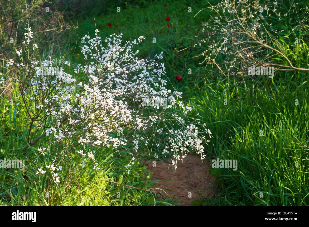 Strauch Retama raetam blüht mit weißen Blüten vor einem Hintergrund Von grünem Gras und roten Blumen Stockfoto
