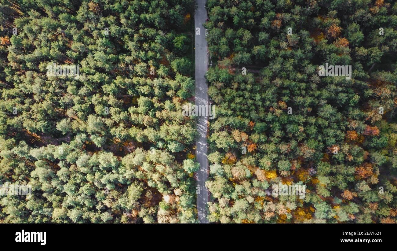 Luftaufnahme Draufsicht auf den Wald und die Straße. Luftaufnahme des dichten Waldes im Herbst mit Straße Stockfoto