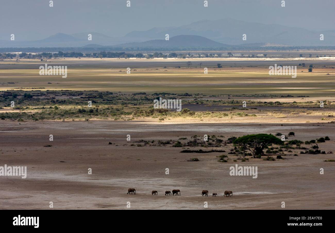 Eine Herde afrikanischer Elefanten, die im Vergleich zum riesigen staubigen, ausgetrockneten Bett des Lake Amboseli in Kenia winzig aussehen. Stockfoto