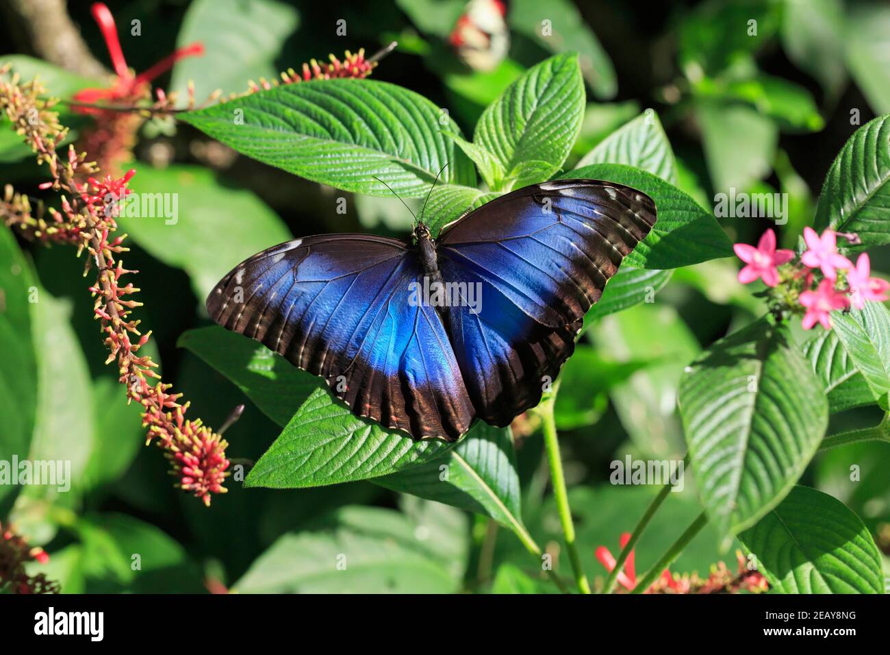 Peleides Blauer Morpho-Schmetterling, Morpho-Peleides, Oberseite Stockfoto