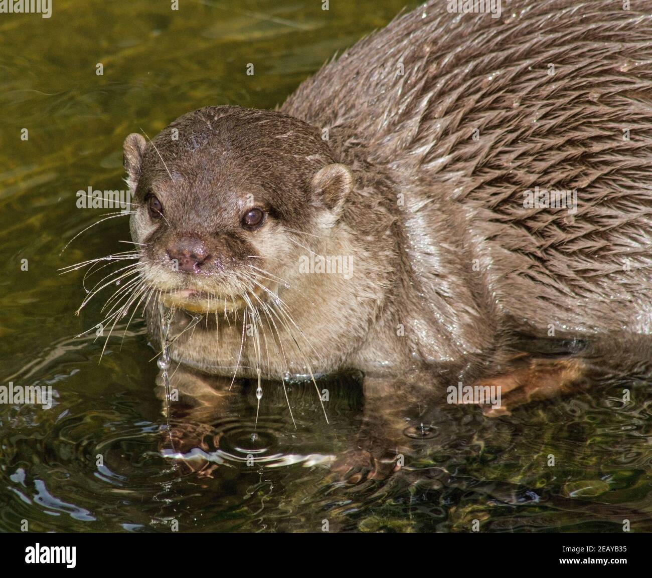 Otter bei der Besucherattraktion in Buckfastleigh Devon, derzeit wegen Covid-Einschränkungen geschlossen. Das Dartmoor Otter Sanctuary und Buckfast Butterfli Stockfoto