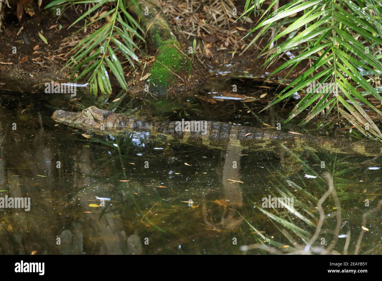Kaiman mit breiter Schnauze, Caiman latirostris Stockfoto