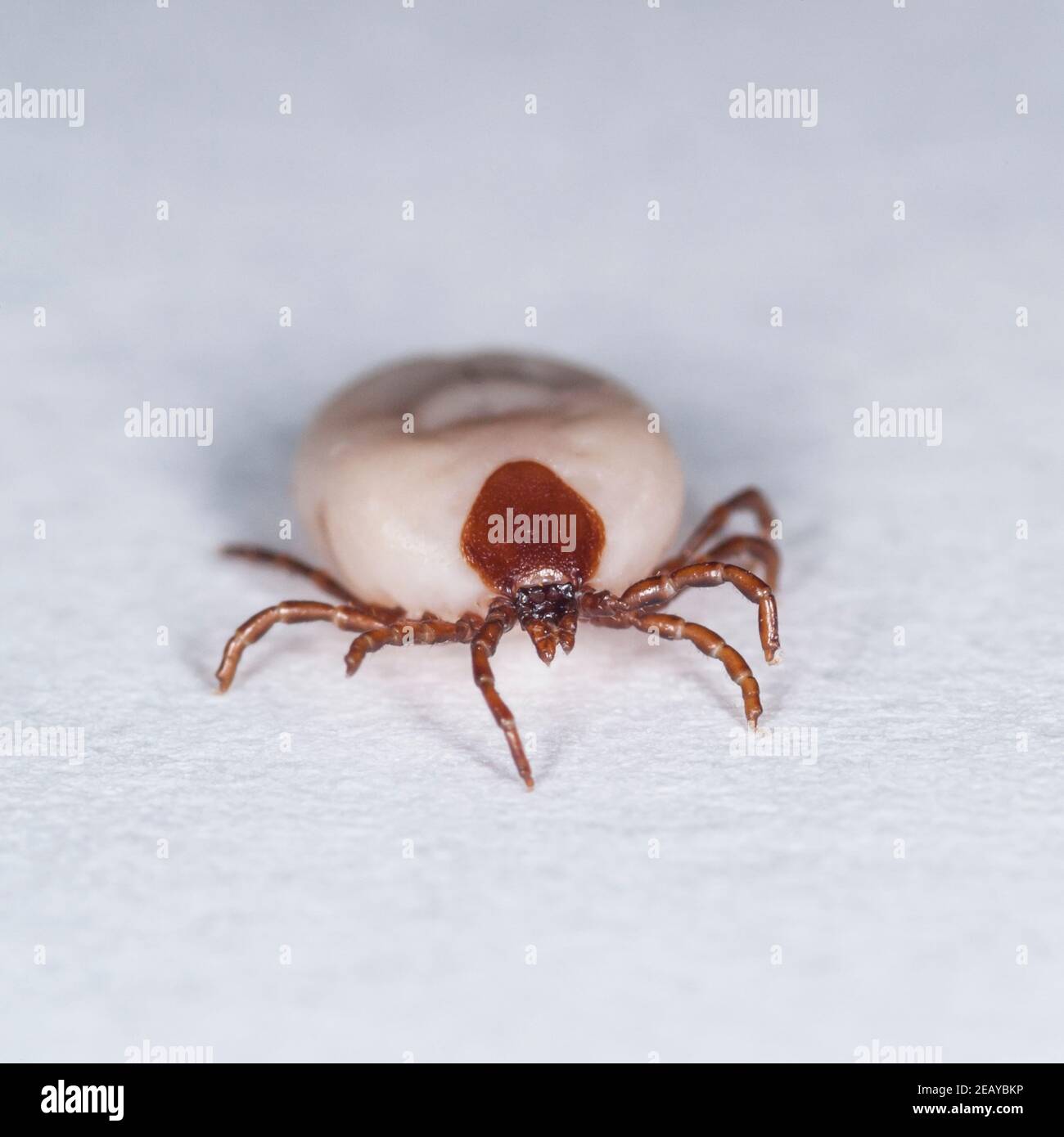 Class of insects -Fotos und -Bildmaterial in hoher Auflösung – Alamy