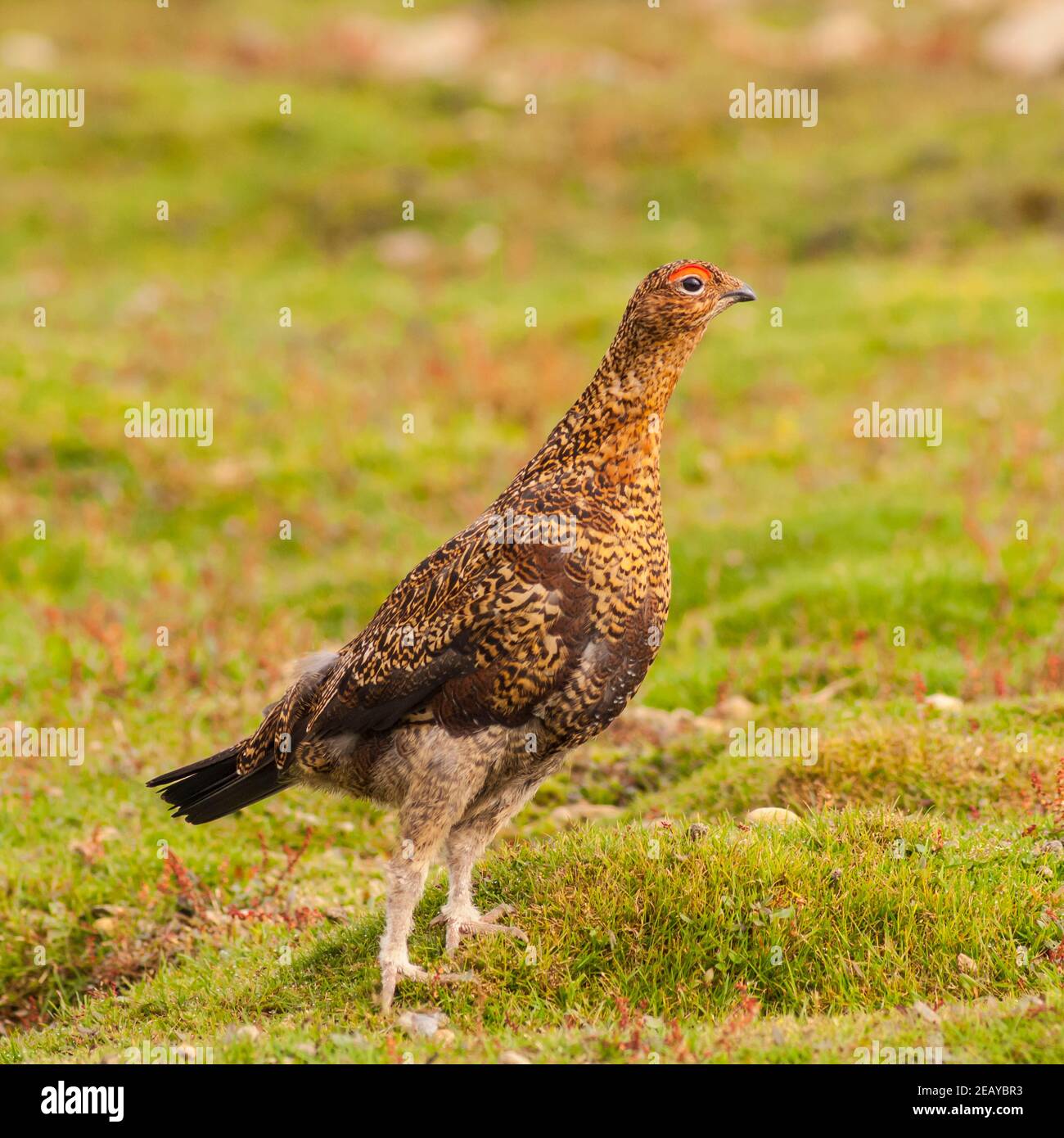 Ein junger Rothuhn ( Lagopus lagopus scoticus ) in Moorland, Yorkshire Dales, England, UK Stockfoto