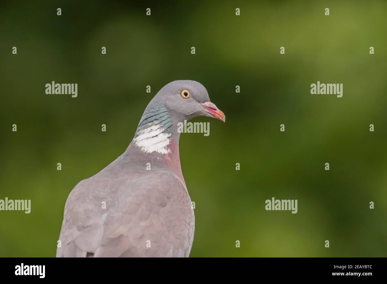 Ein Woodpigeon (Columba Palumbus) in Großbritannien Stockfoto