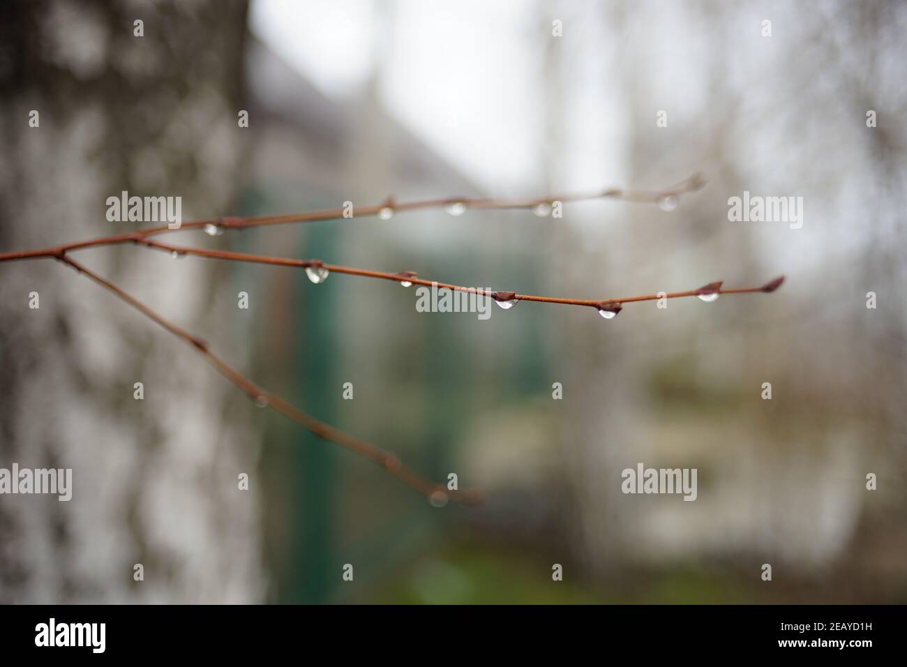 Birkenzweig mit Regentropfen bewölktes Wetter Stockfoto