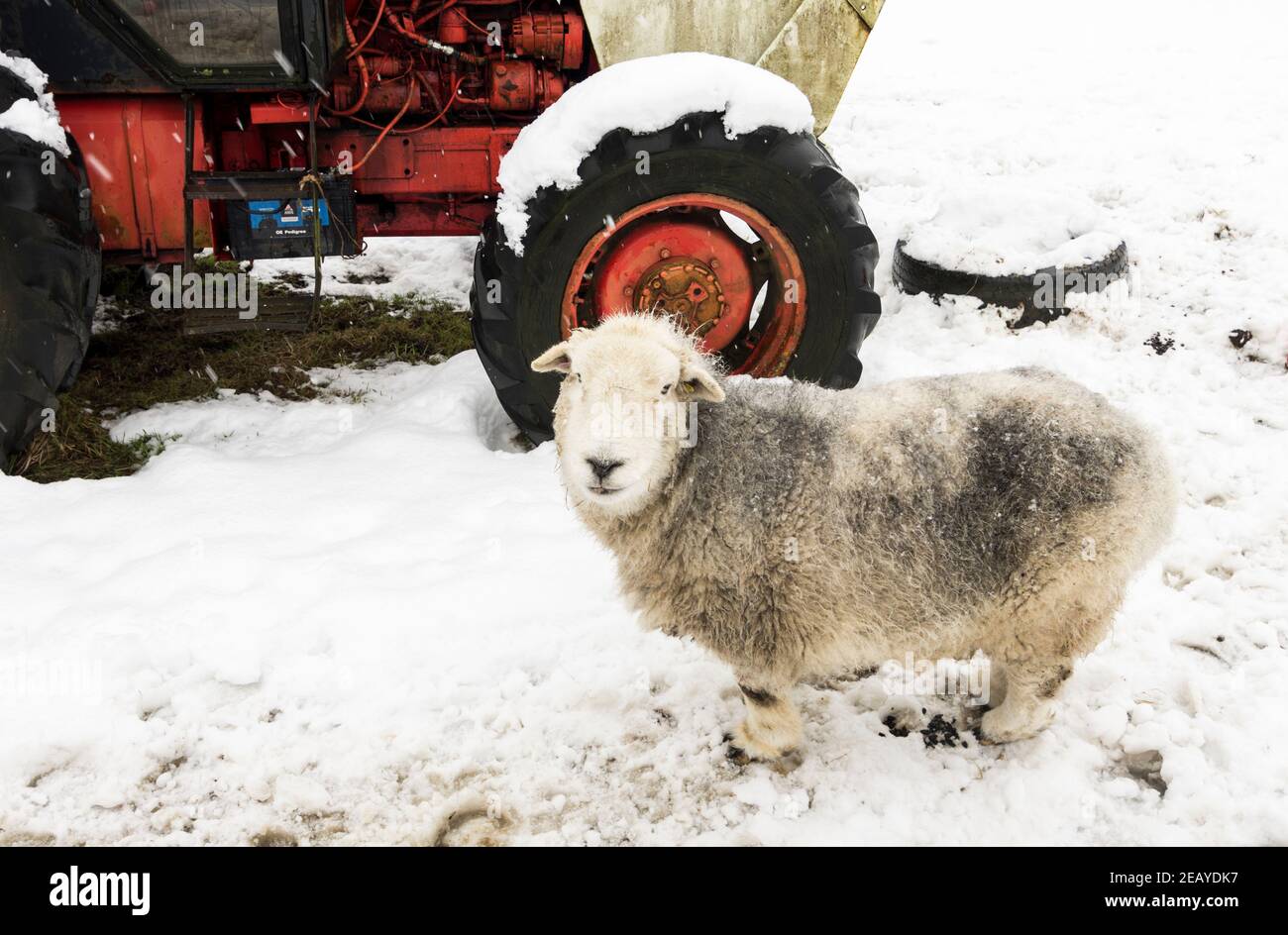 Ein Herdwick Schaf schützt vor Schnee und Wind hinter einem alten Traktor in Weardale, County Durham, North Pennines Stockfoto