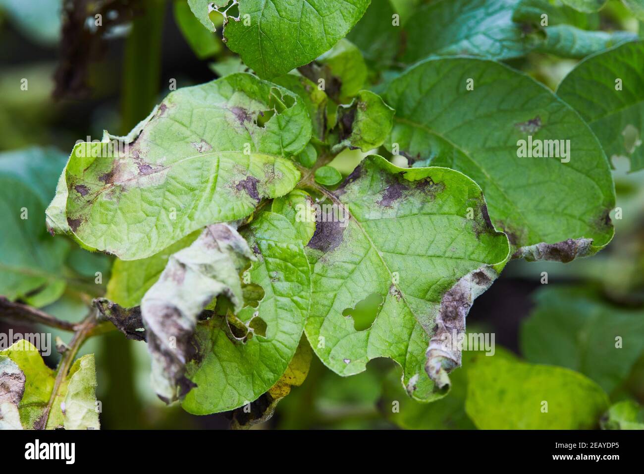 Die Kartoffelpflanze hat an Phytophthora (Phytophthora infestans) erkrankt. Die Kartoffelpflanze ist von der Spätfäule, der Landwirtschaft krank geworden Stockfoto