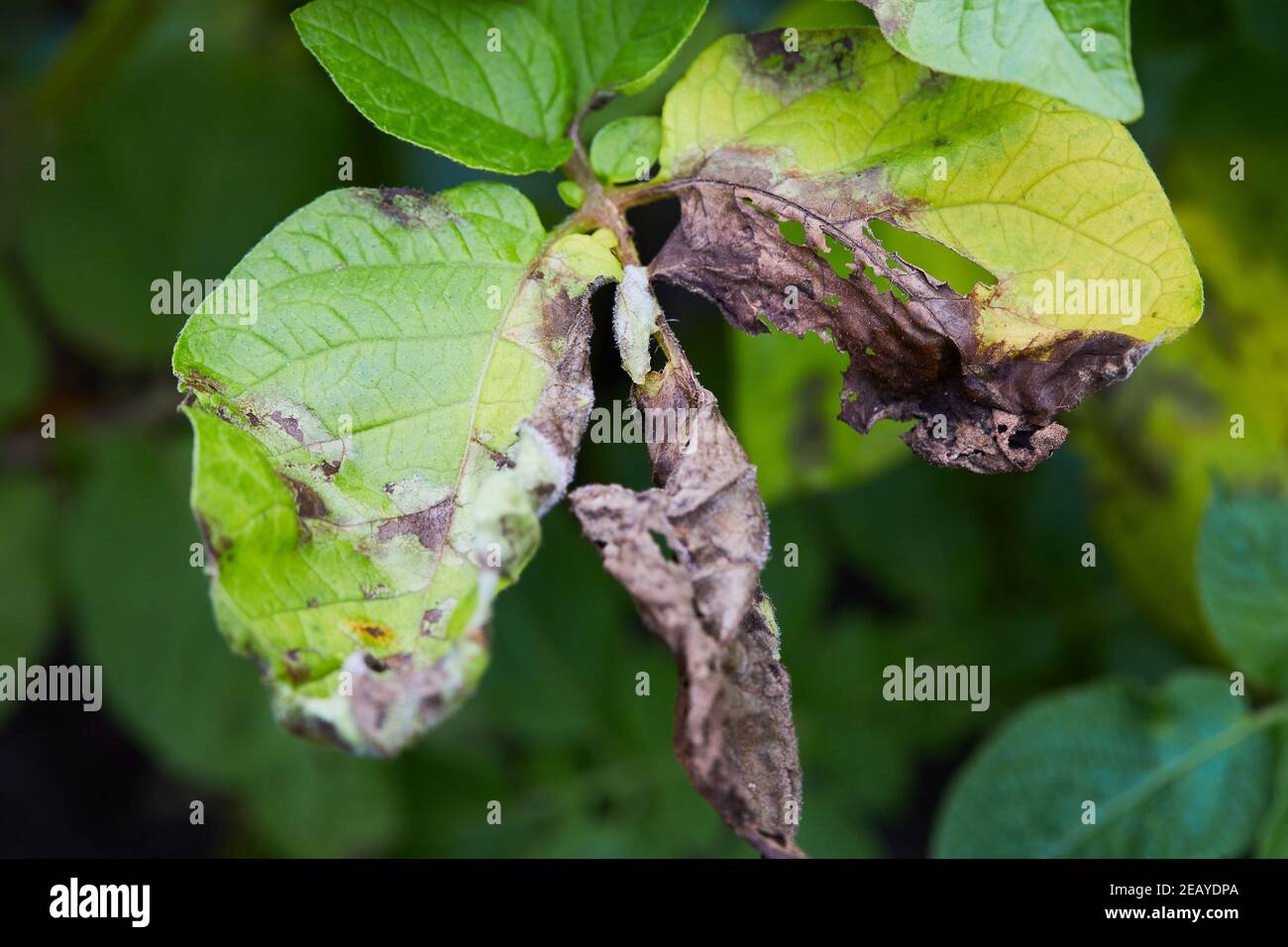 Die Kartoffelpflanze hat an Phytophthora (Phytophthora infestans) erkrankt. Die Kartoffelpflanze ist von der Spätfäule, der Landwirtschaft krank geworden Stockfoto