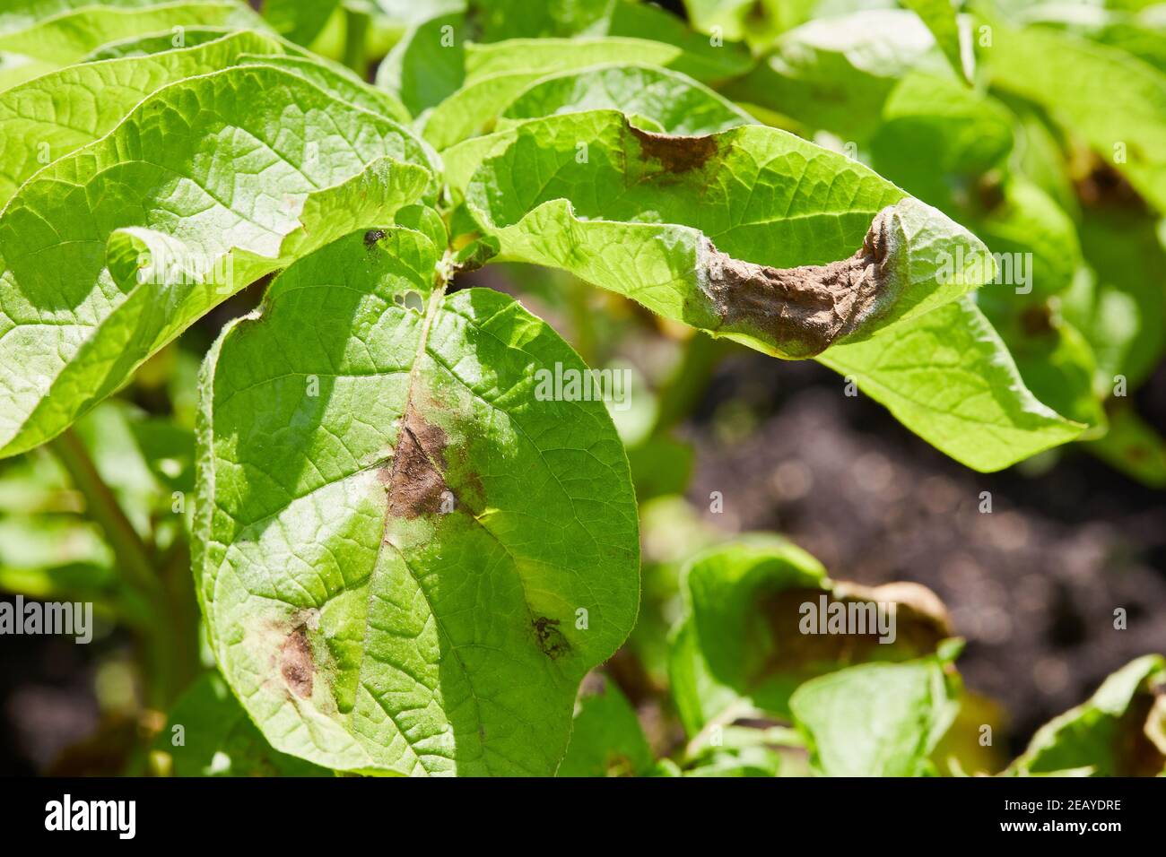 Die Kartoffelpflanze hat an Phytophthora (Phytophthora infestans) erkrankt. Die Kartoffelpflanze ist von der Spätfäule, der Landwirtschaft krank geworden Stockfoto