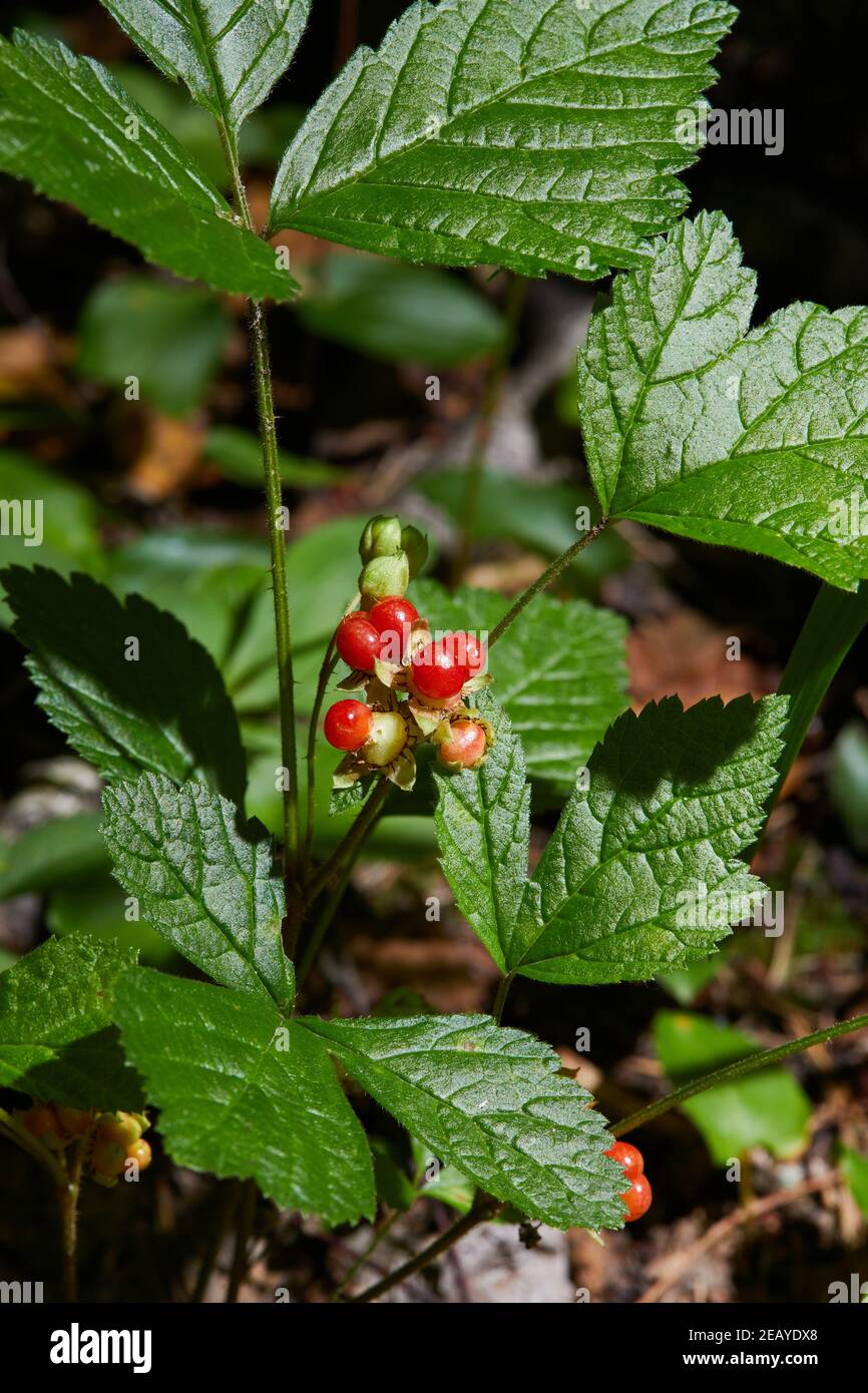 Rote Steinbramble wächst im Wald. Fruchtpflanze mit reifen roten Beeren in freier Wildbahn. (Rotbuck-Beere (Rubus saxatilis)) Stockfoto