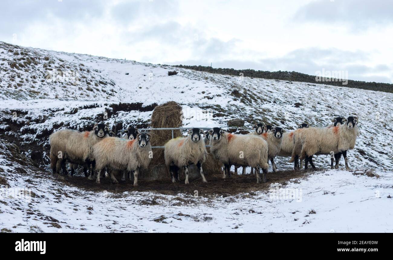 Eine Herde von Swaledale Schafe um ihr Futter in einem schneebedeckten Feld in geclustered. Weardale, County Durham, North Pennines AONB Stockfoto