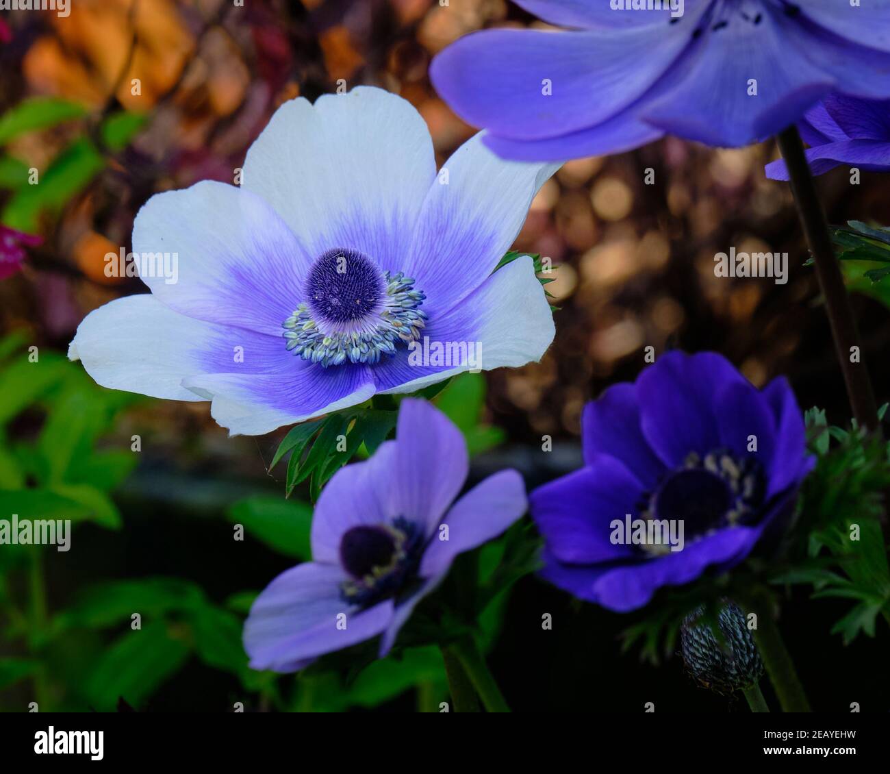 Mohn Anemone Stockfoto