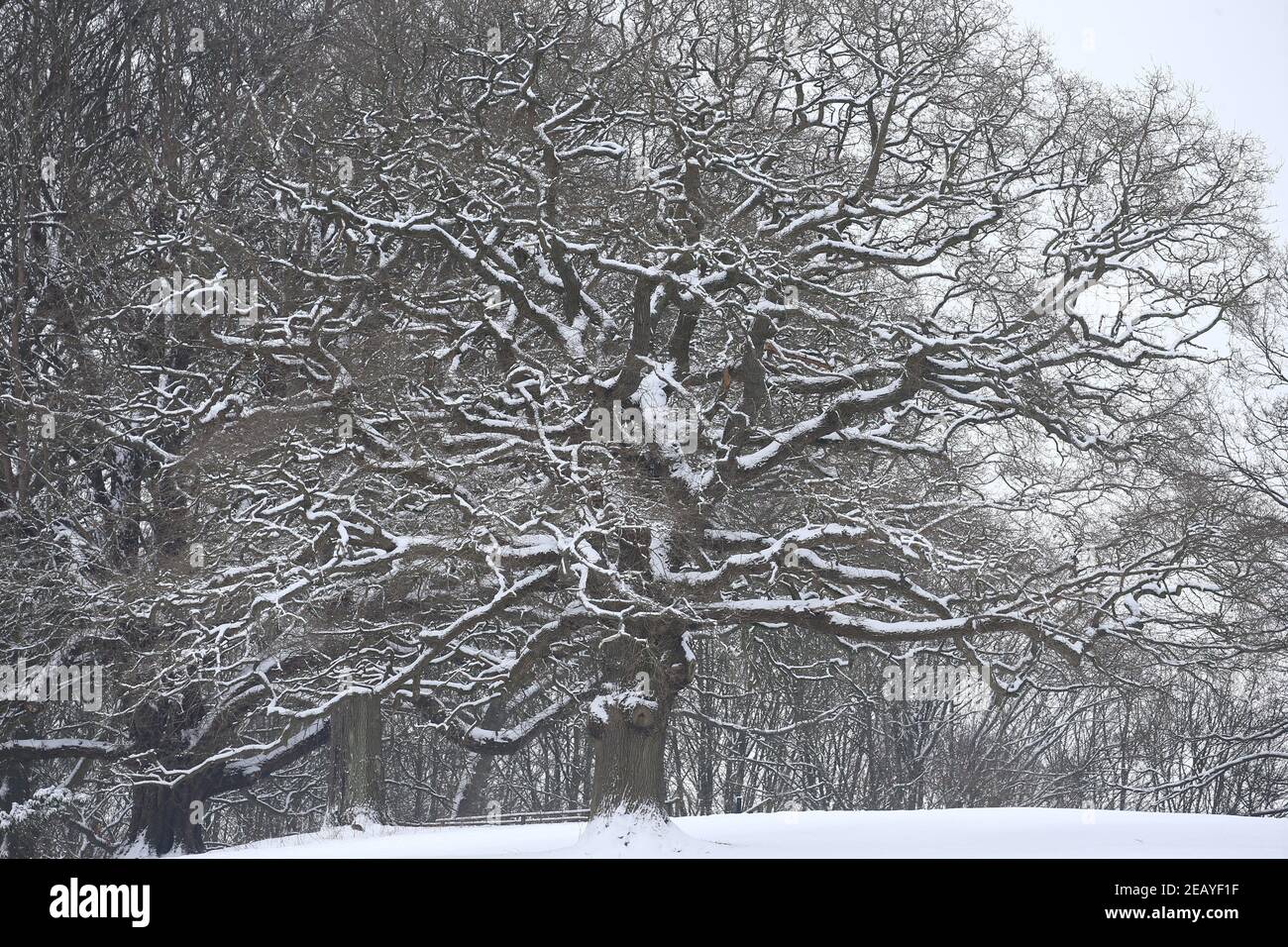 Ein Baum, der im Leeds Castle in Kent mit Schnee bedeckt ist, während der Kälteeinbruch weiterhin einen Großteil der Nation erfasst. Bilddatum: Donnerstag, 11. Februar 2021. Stockfoto